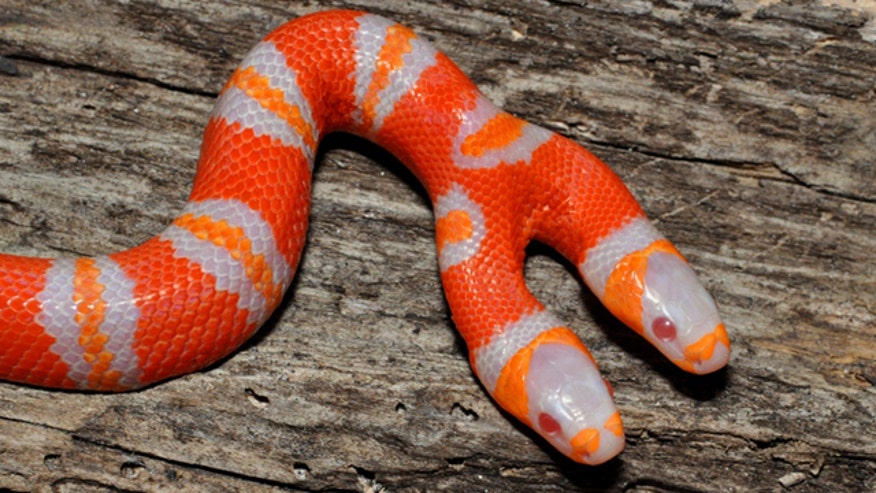 Insta Trends: Two Headed Snake. Amazing video of a mutant snake with two heads